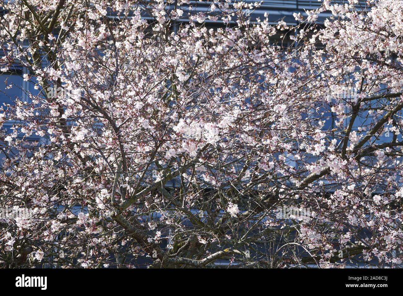 Prunus subhirtella Autumnalis, Rosa Herbst Cherry Stockfoto