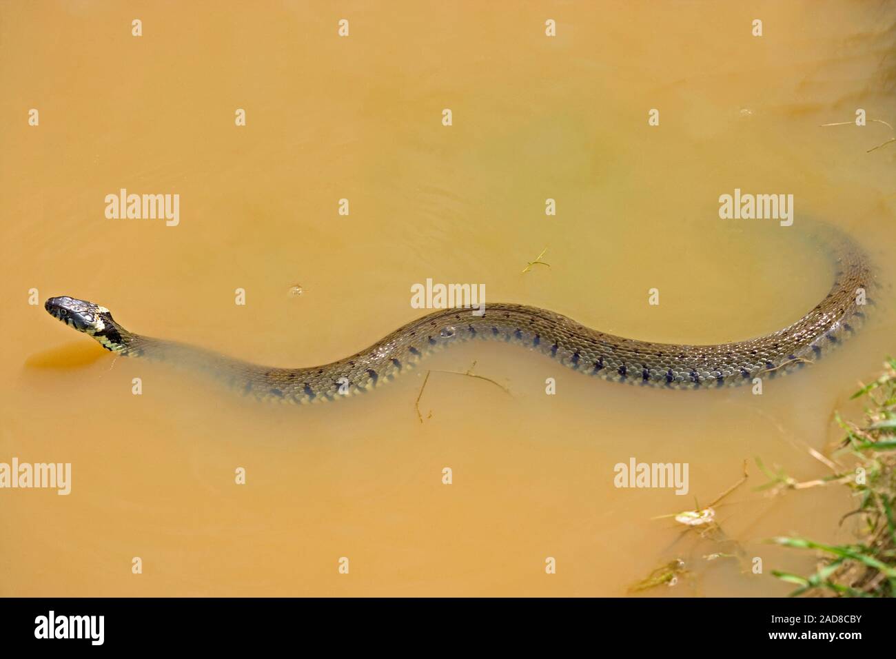 Ringelnatter (Natrix natrix). Schwimmen im Teich Rand Stockfotografie