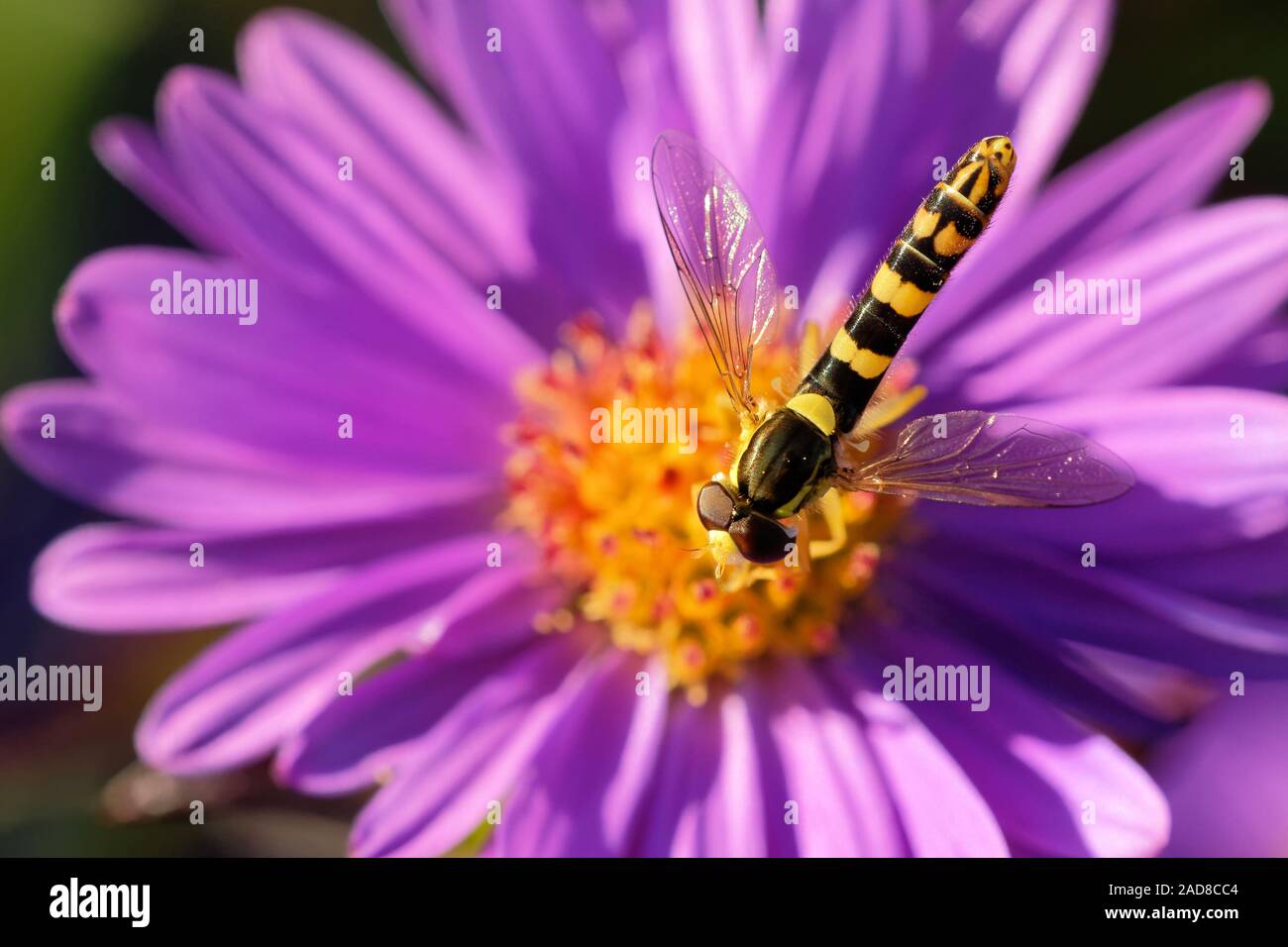 Lange hoverfly auf einer Aster im Herbst Stockfoto