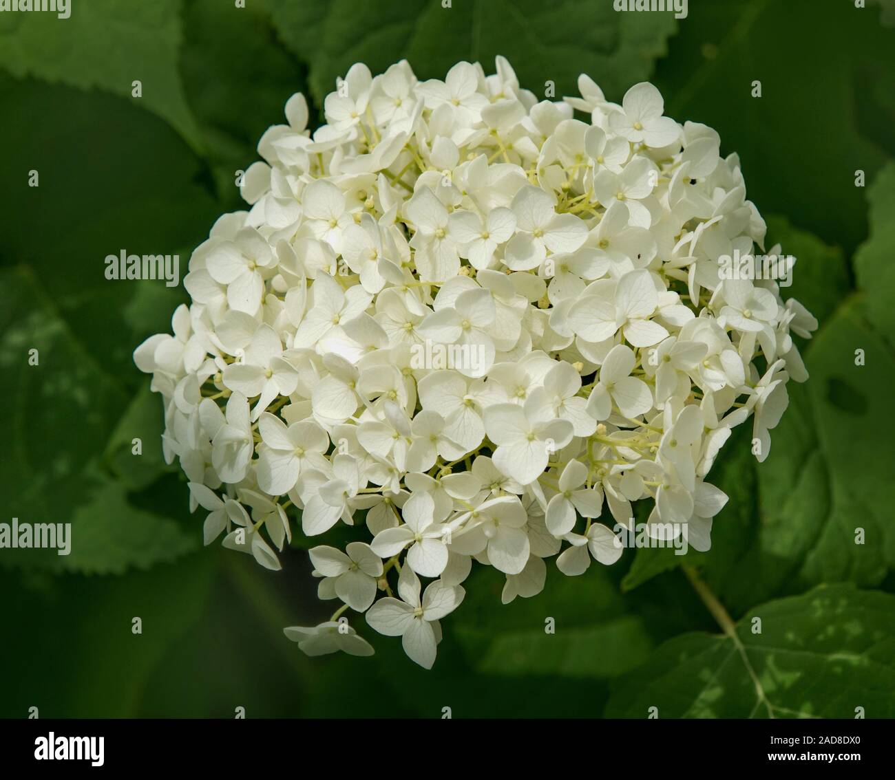 Gemeinsame Hydrangea 'Hydrangea Arborescens' Stockfoto