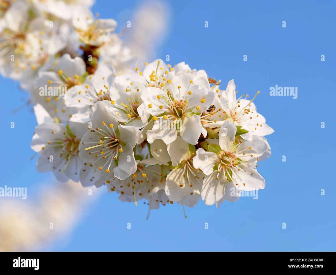 blühenden Pflaumenbaum Stockfoto