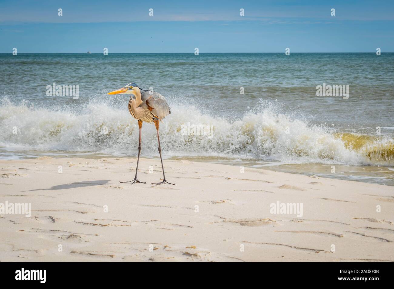 Ein Great Blue Heron in Perdido Key State Park, Florida Stockfoto