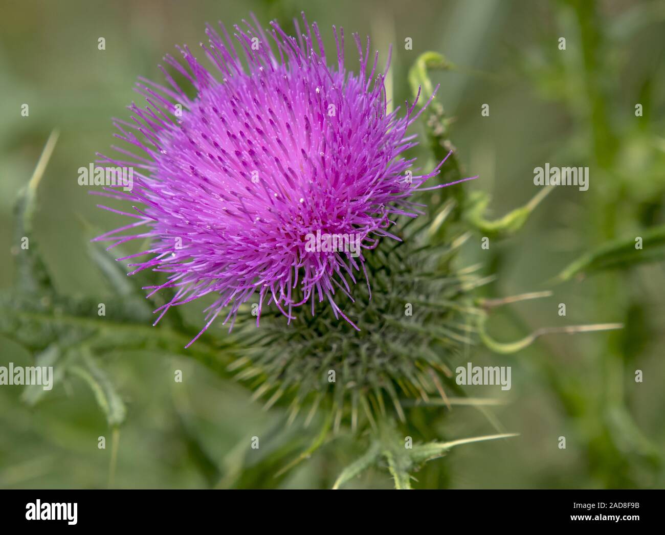 Onopordum acanthium Baumwolle Thistle'' Stockfoto