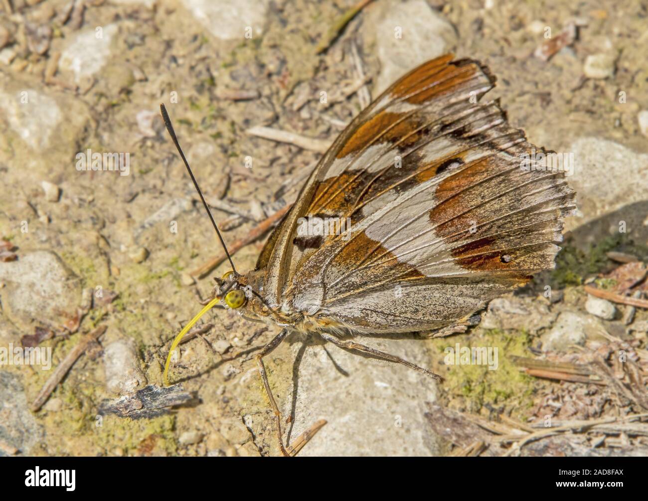 Lila Kaiser' Colias Lila' Stockfoto