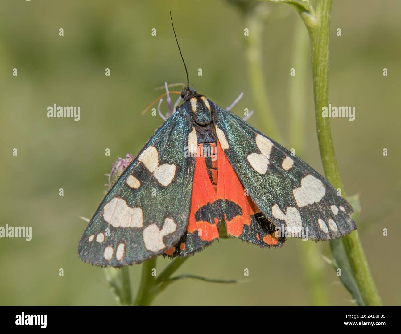 Scarlet Tiger Moth" Callimorpha dominula' Stockfoto