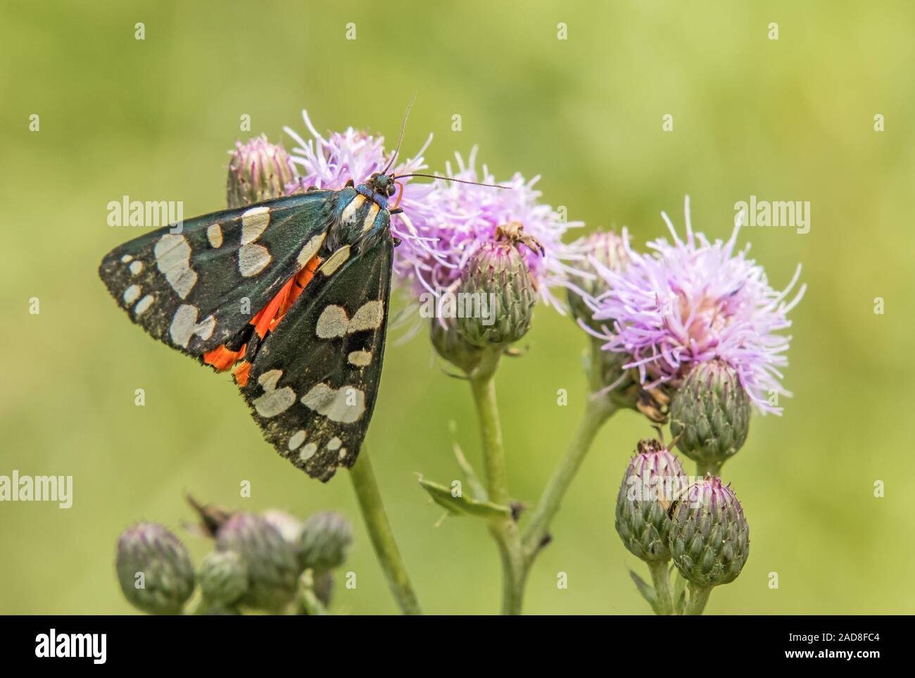 Scarlet Tiger Moth" Callimorpha dominula' Stockfoto