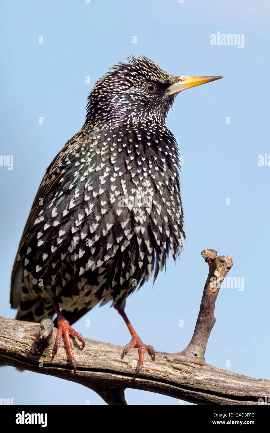 Gemeinsamen starling Stockfoto