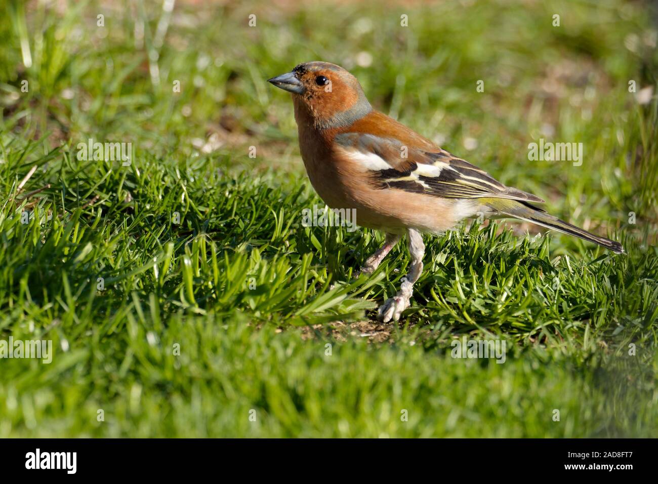 Buchfink Stockfoto