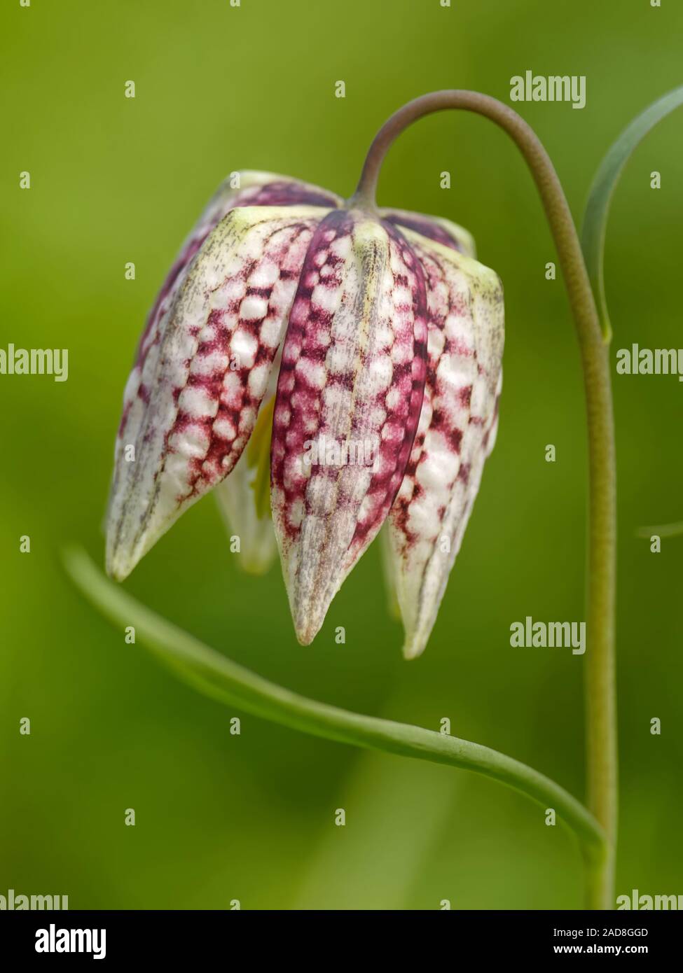 Schach-Blume Stockfoto