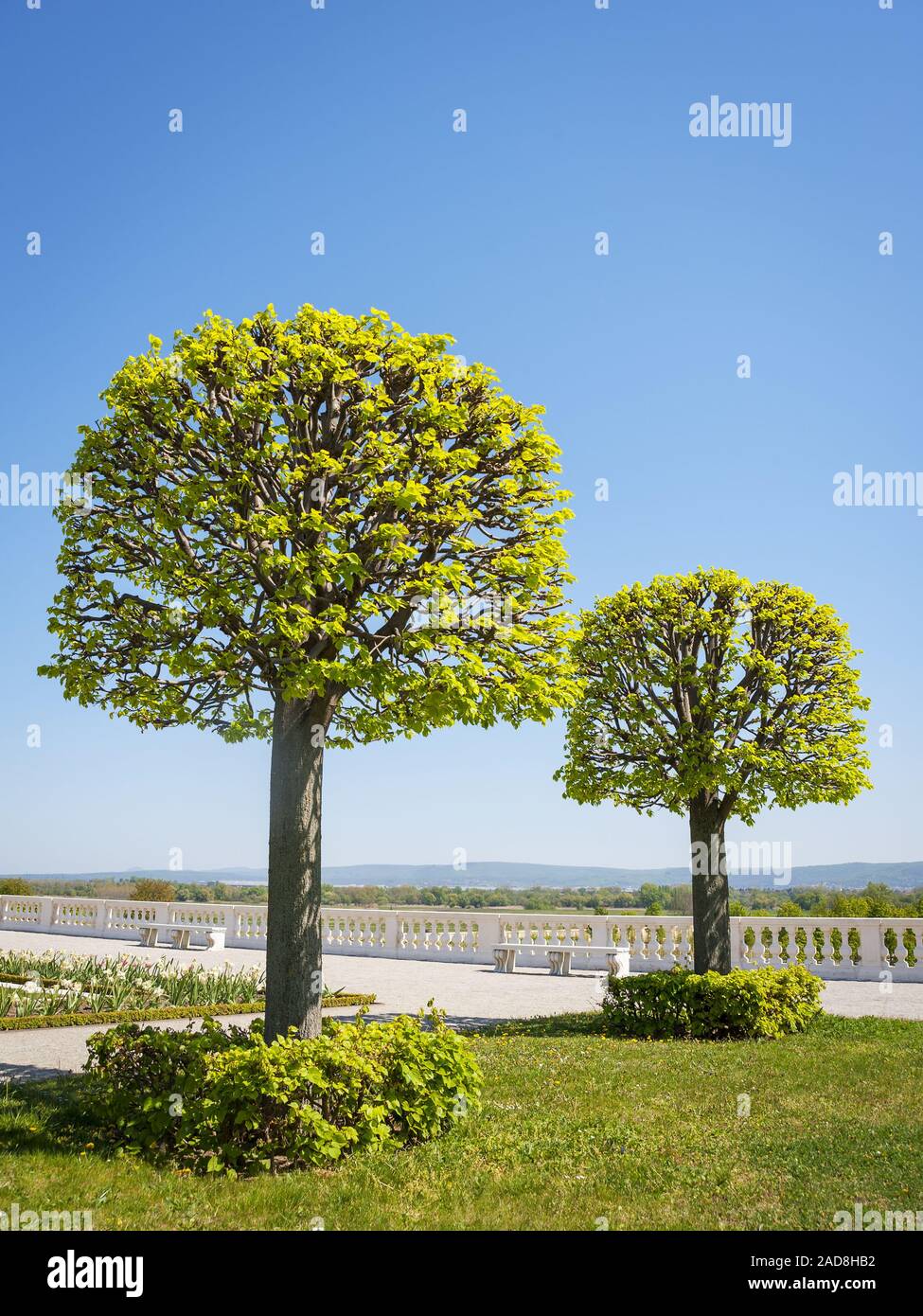 Bäume in guter Form an einem Garten Stockfoto