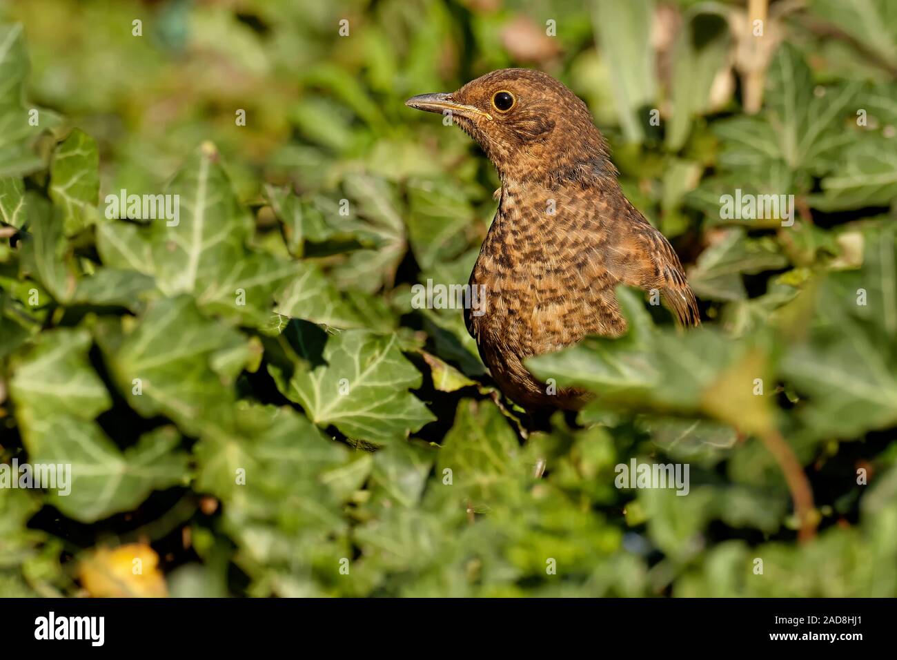 Juvenile Amsel Stockfoto