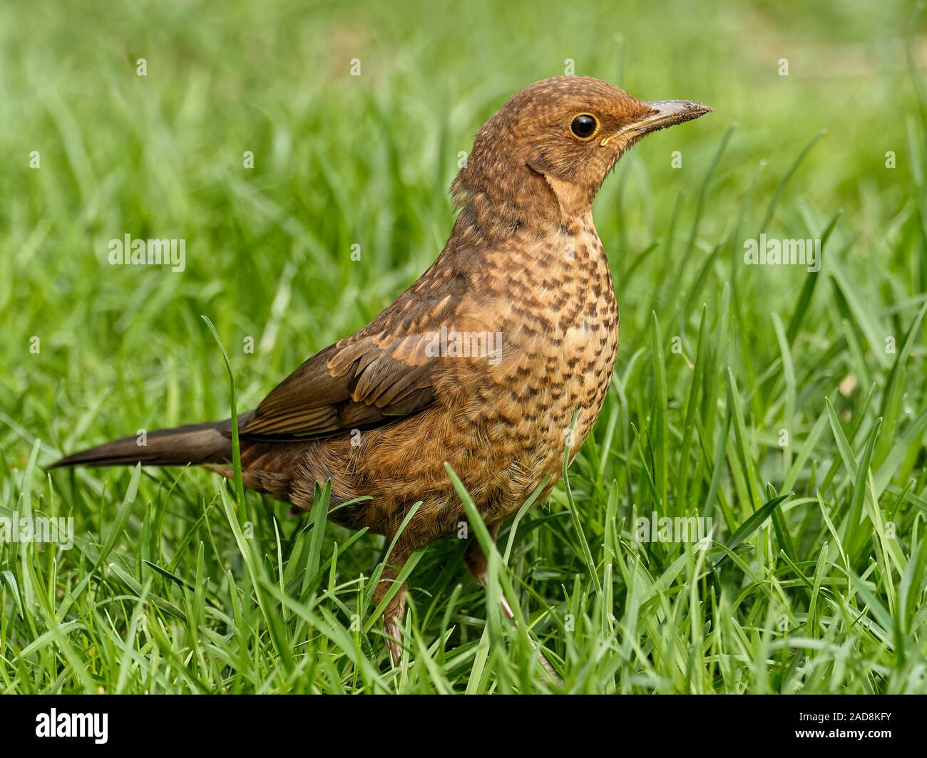 Juvenile Amsel Stockfoto