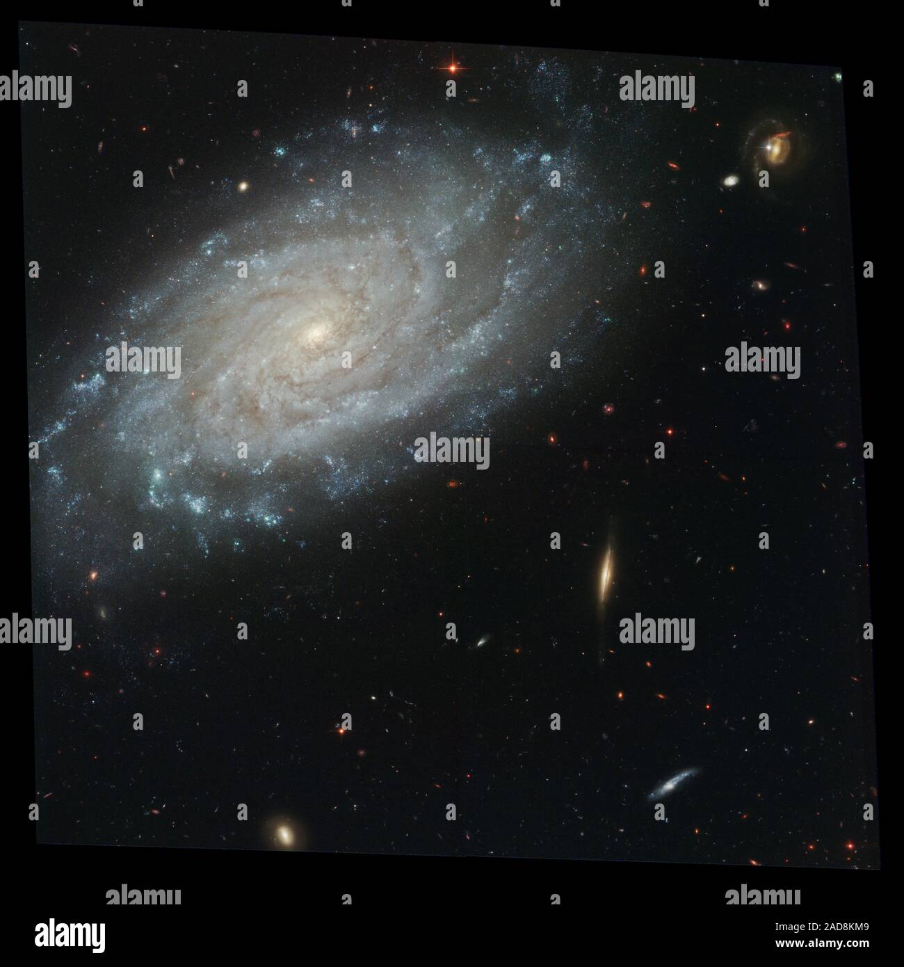 Spiralgalaxie NGC 3370 inmitten der Kulisse von weit entfernten Galaxien, die majestätischen staubigen Spirale NGC 3370 Webstühle im Vordergrund in diesem NASA-Hubble-Weltraumteleskop Bild. Die jüngsten Beobachtungen mit dem Advanced Kamera für Umfragen zeigen komplizierte Spiralarm Struktur mit heißen Bereichen der neue Star Formation entdeckt. Aber diese Galaxie ist mehr als nur ein hübsches Gesicht. Fast 10 Jahre zuvor, NGC 3370 im Sternbild Löwe, ein helles explodierende Sterne gehostet. Stockfoto