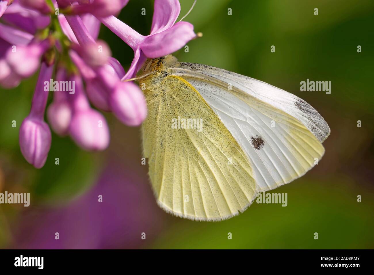 Raps weiß Schmetterling Stockfoto