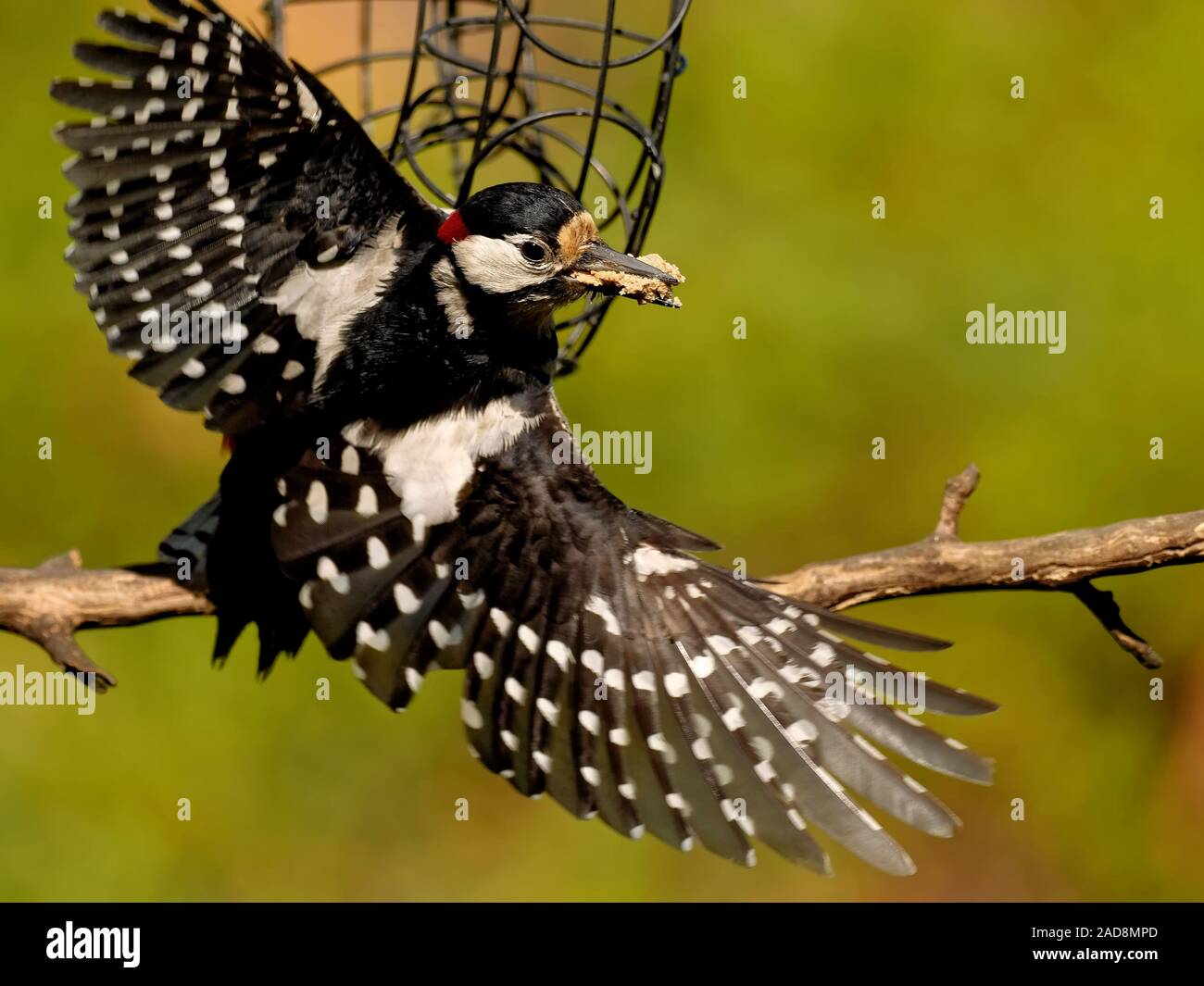 Buntspecht Stockfoto