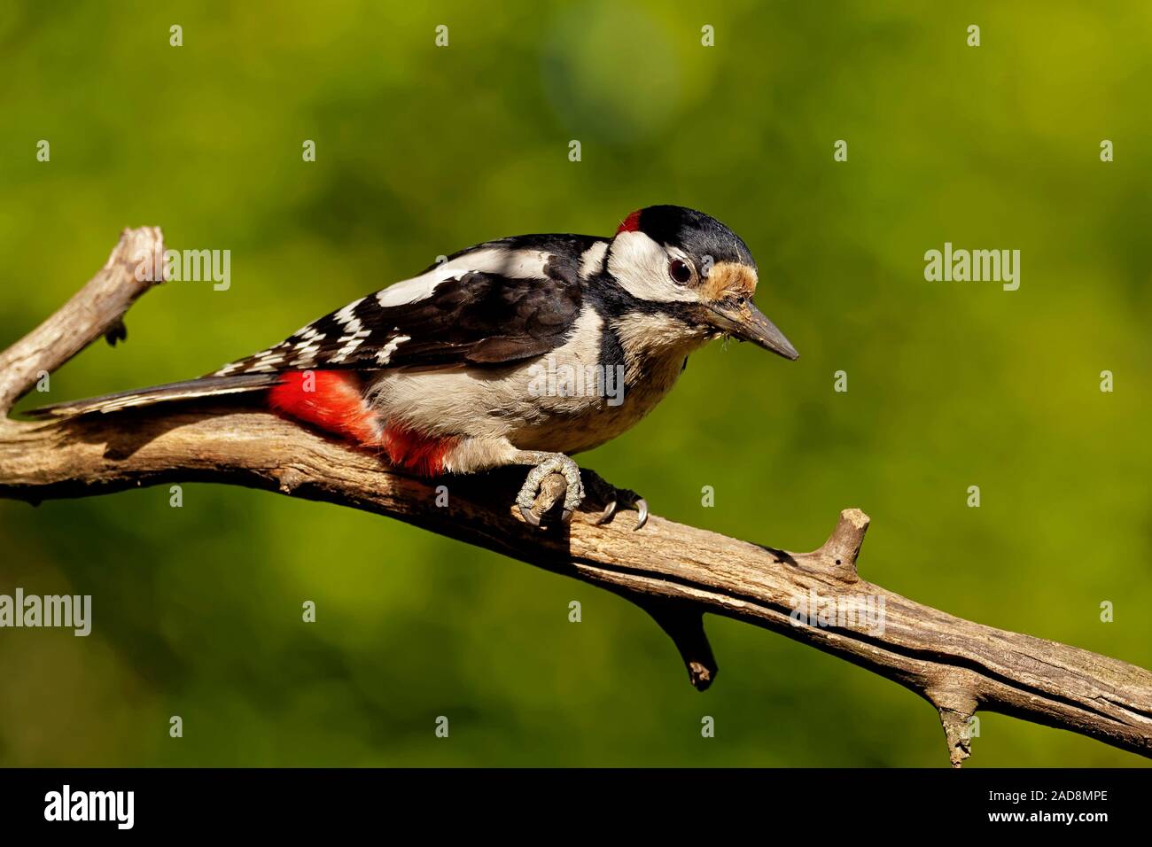 Great Spotted Woodpecker-männlich Stockfoto