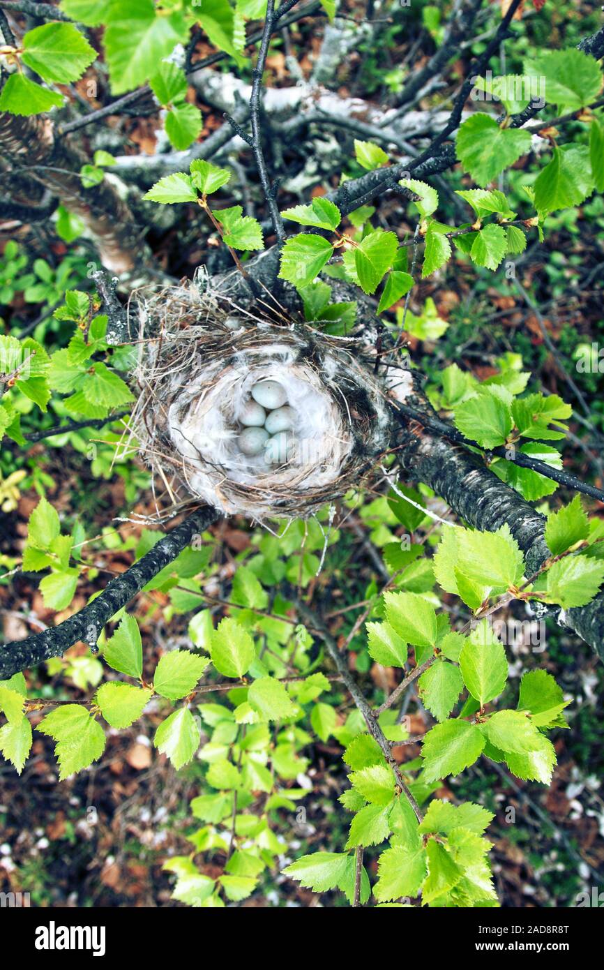 Gemütliche Arktis redpoll (Acanthis hornemanni) Nest Stockfoto