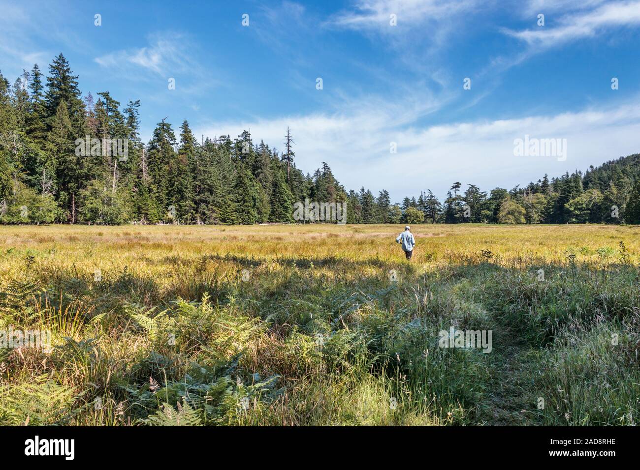 An einem hellen Sommertag ein Mann (von hinten gesehen) Spaziergänge durch eine große wilde Wiese, die durch Nadelwald umgeben ist, die in der Ferne sichtbar. Stockfoto