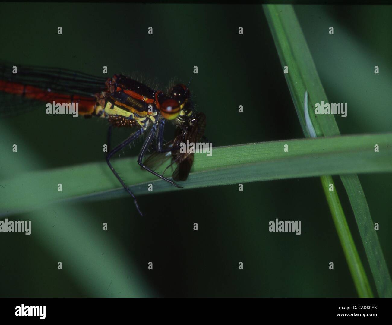 Adonis Libelle sitzt auf einem Grashalm und isst eine Fliege Stockfoto