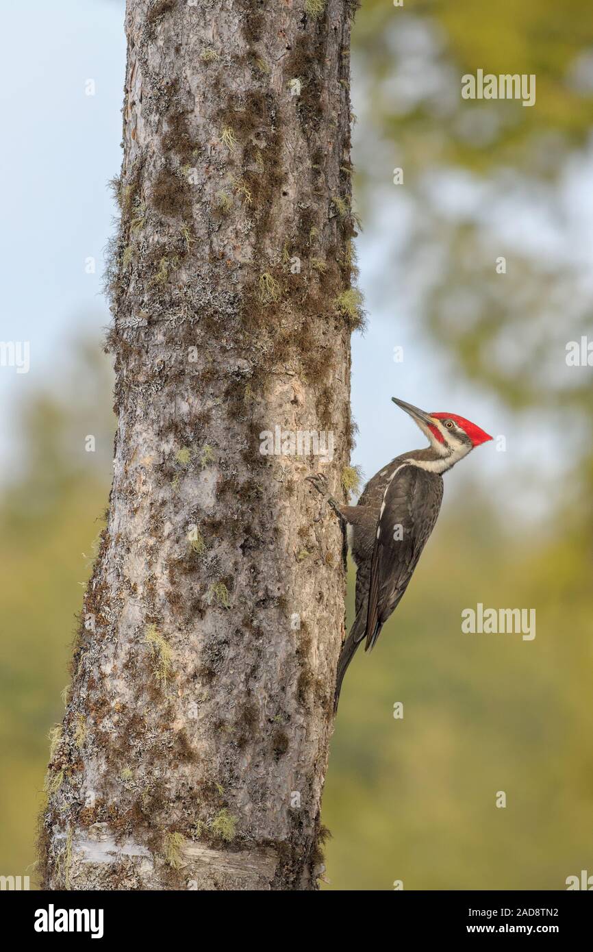 Ein männlicher Pileated Woodpecker sucht nach Essen im Winter. Stockfoto