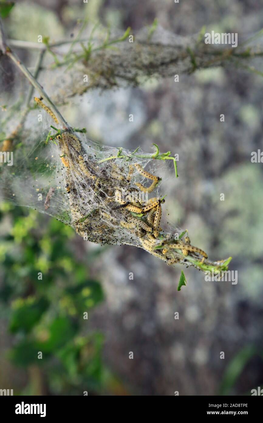 Raupen des Pfaffenhütchen web Motte, Spindel Hermelin, Erucae yponomeuta cagnagella Stockfoto
