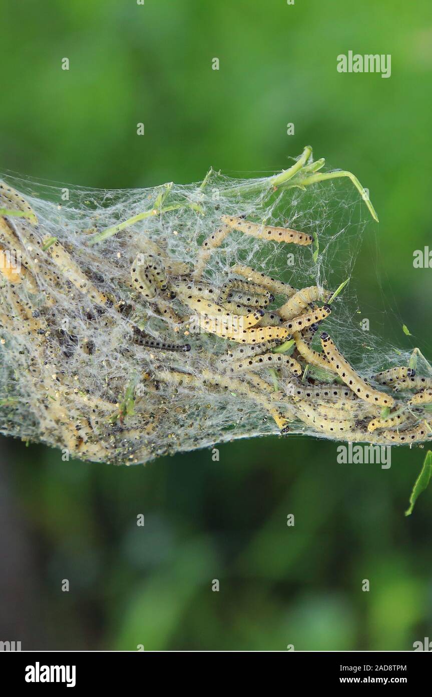 Raupen des Pfaffenhütchen web Motte, Spindel Hermelin, Erucae yponomeuta cagnagella Stockfoto