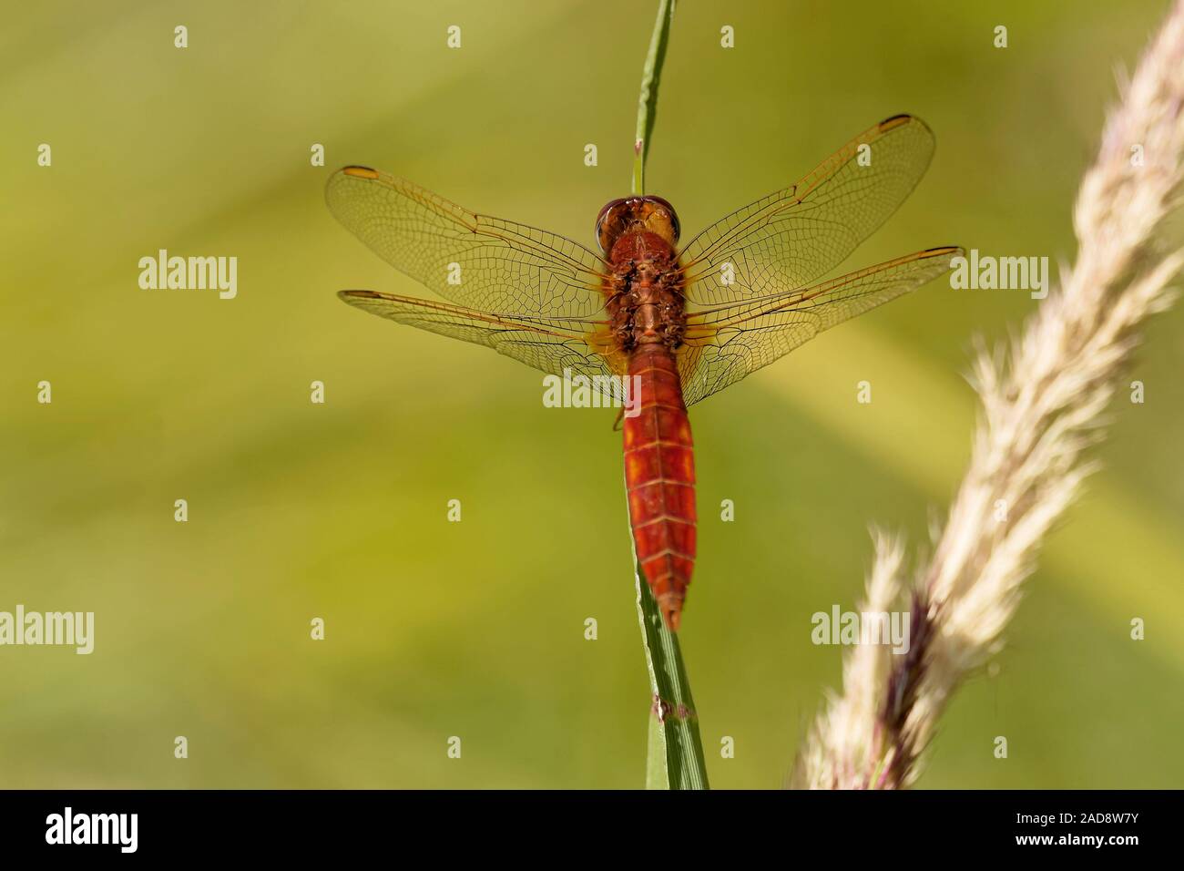 Feuer Dragonfly Stockfoto