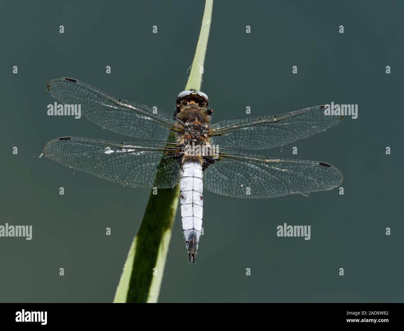 flacher Bauch Stockfoto