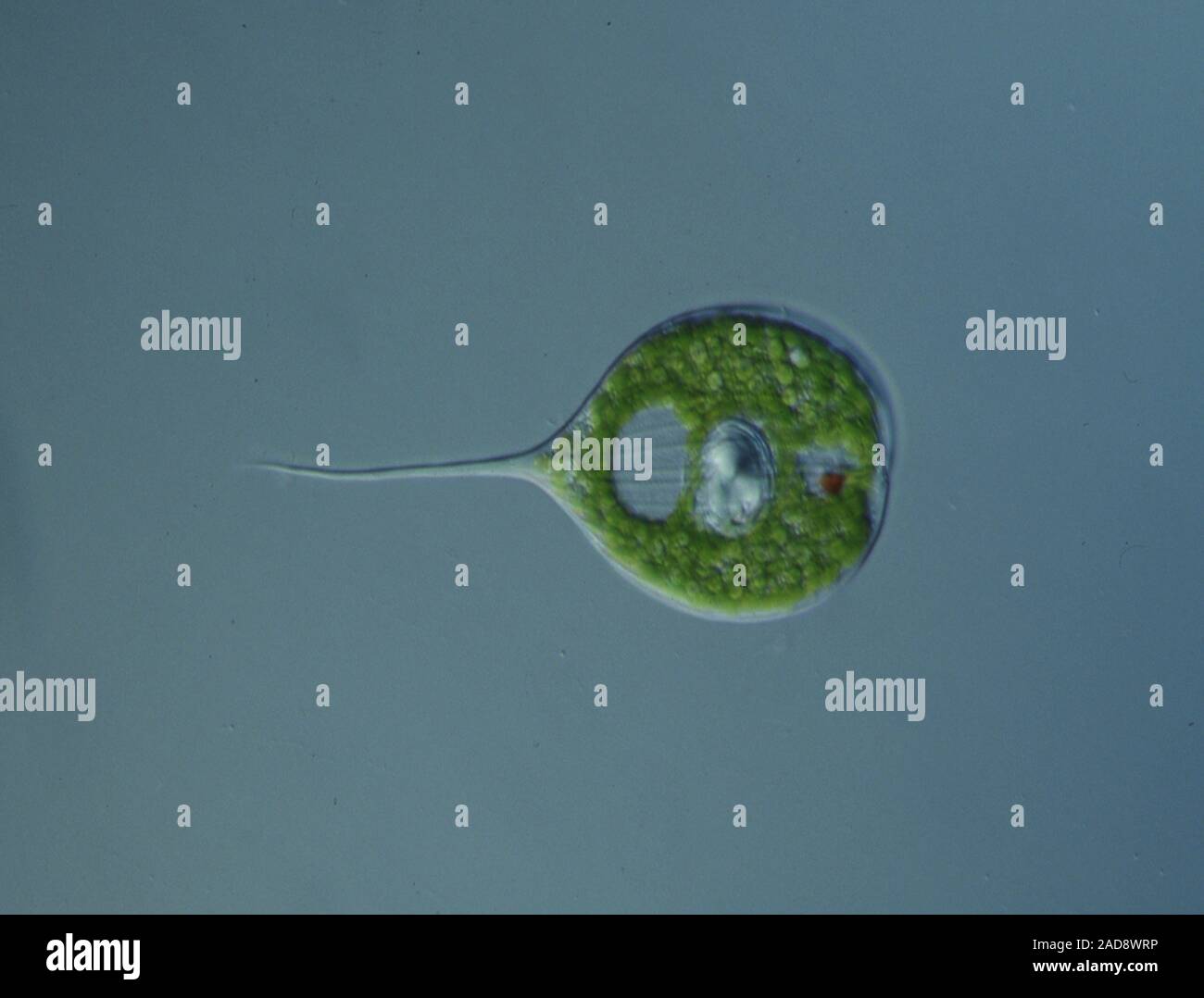 Herz erstechen unter dem Mikroskop im Wasser Drillinge 100x Stockfotografie  - Alamy