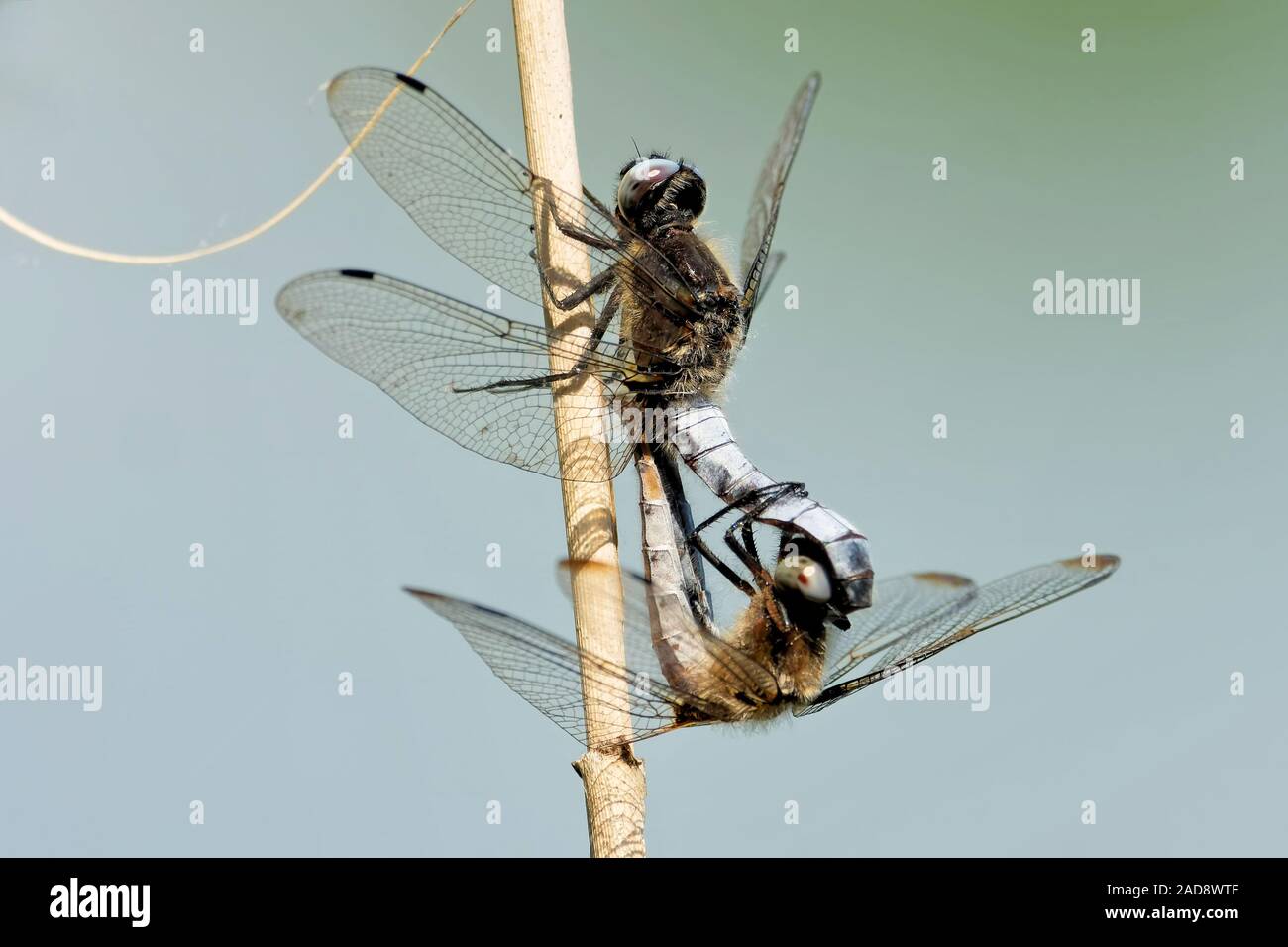 Spitze spot Stockfoto