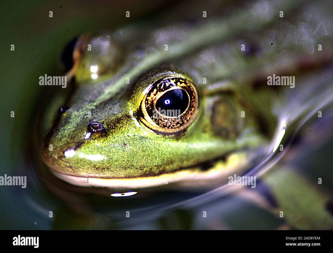 Frosch Körper Stockfotos und -bilder Kaufen - Alamy