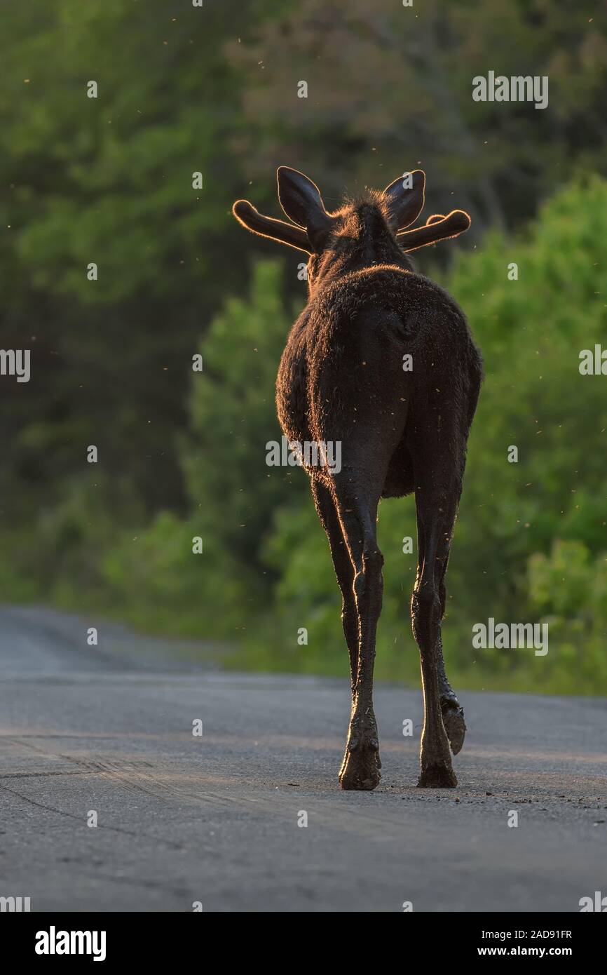 Eine goldene Elch auf der Goldenen Straße. Stockfoto