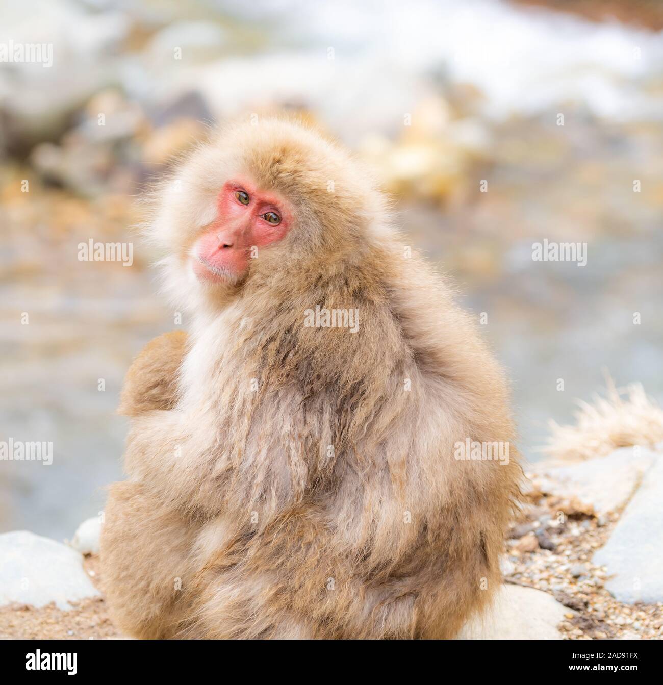 Japanische Snow Monkey Stockfoto