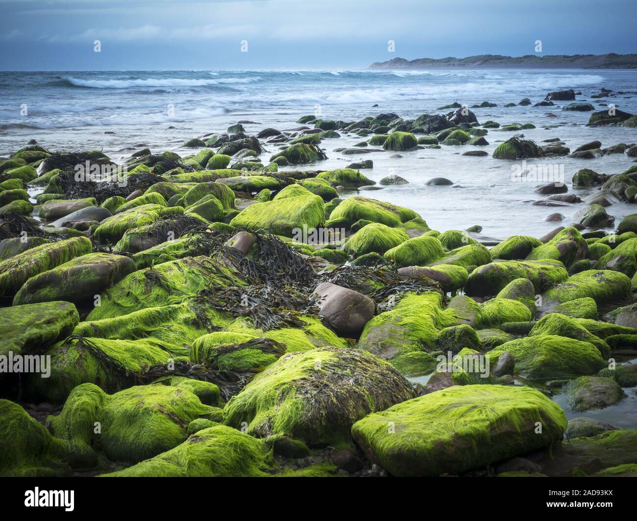 Die Steine am Strand bedeckt mit Moos und Algen bei Ebbe Stockfoto