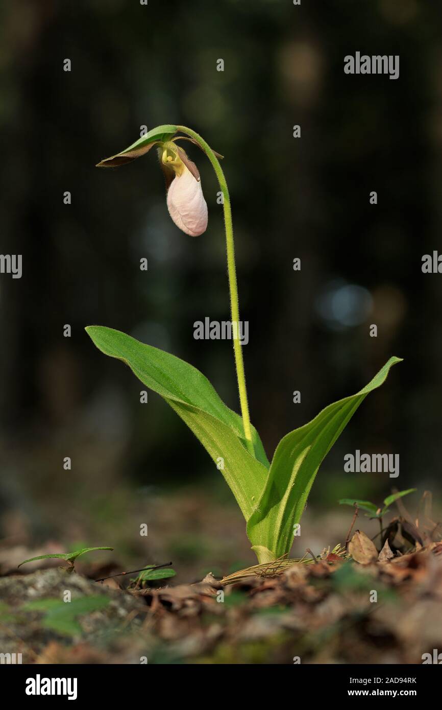 Ein einsamer Pink Lady Slipper im Wald. Stockfoto