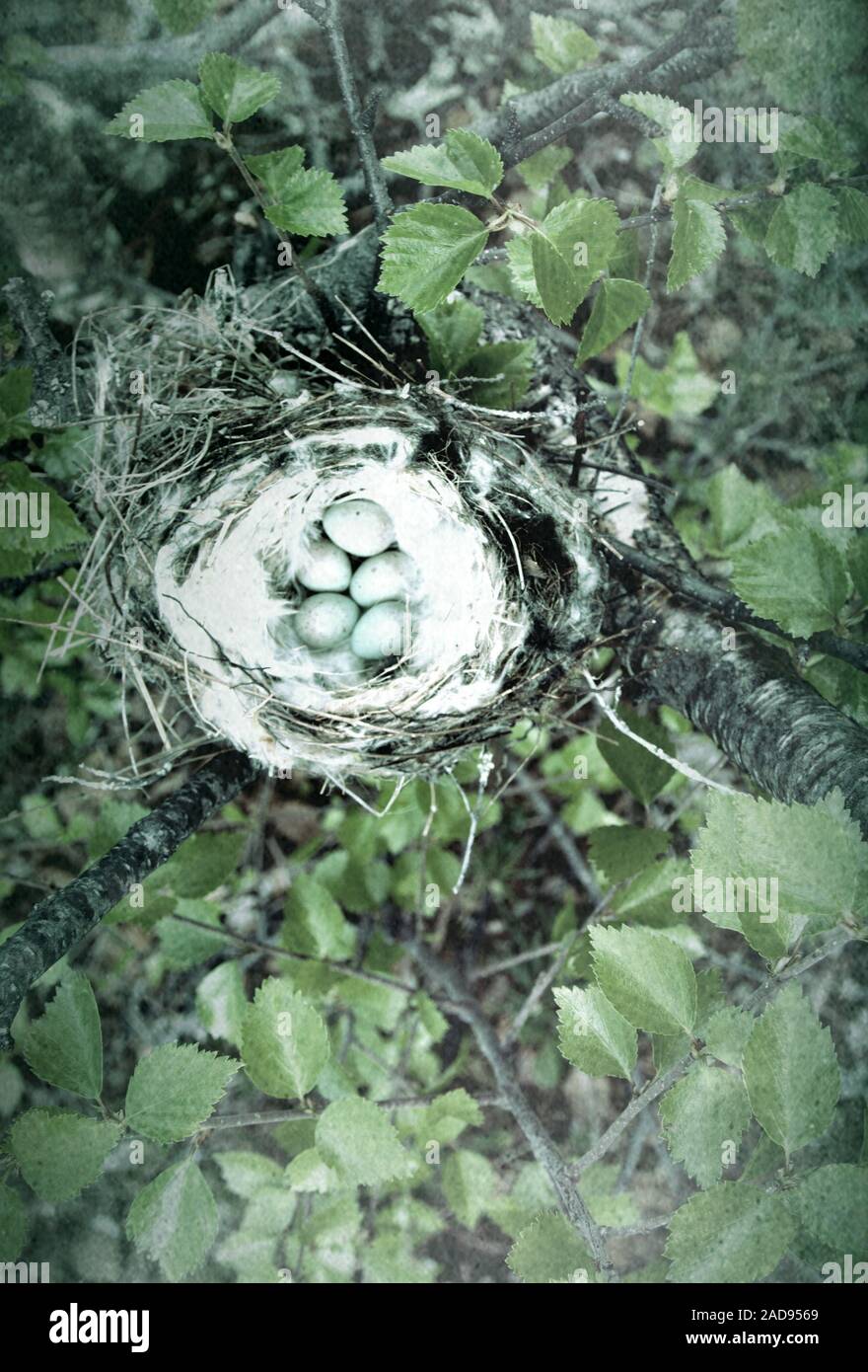 Gemütliche Arktis redpoll (Acanthis hornemanni) Nest Stockfoto