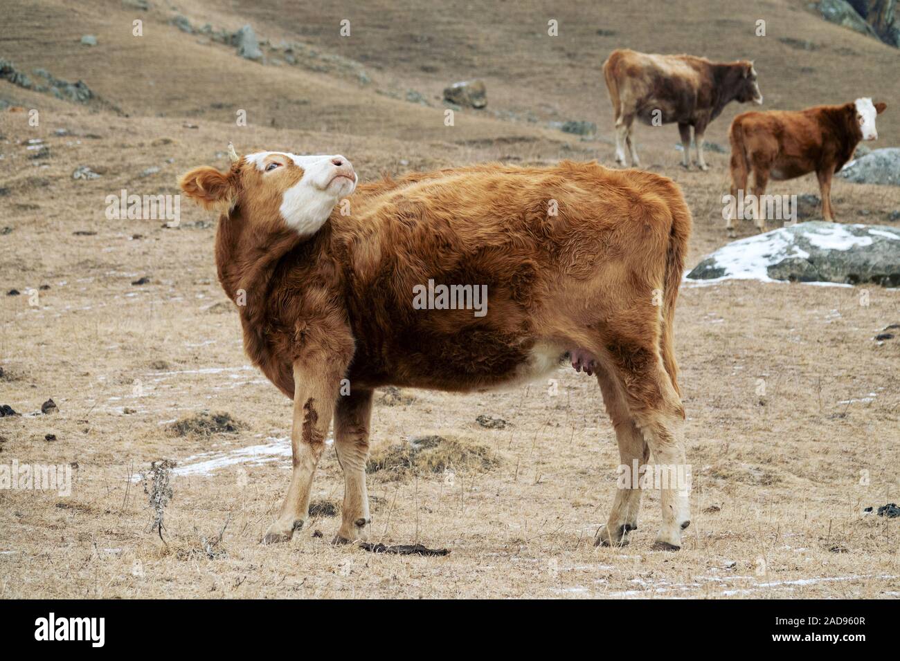 Kuh roten Anzug und starken Körperbau im barnyard Stockfoto