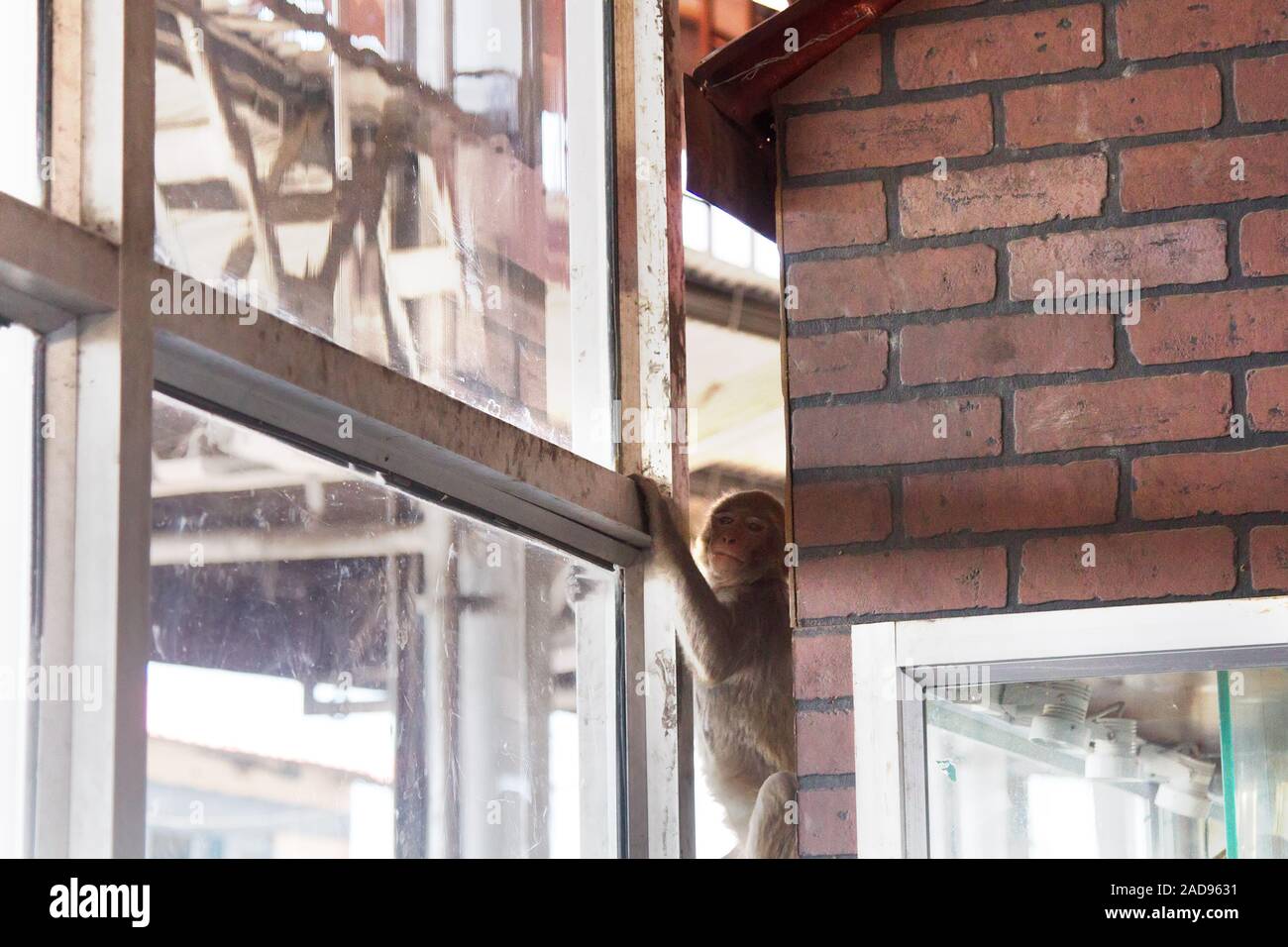 Monkey erforscht die Fenster Platz Stockfoto
