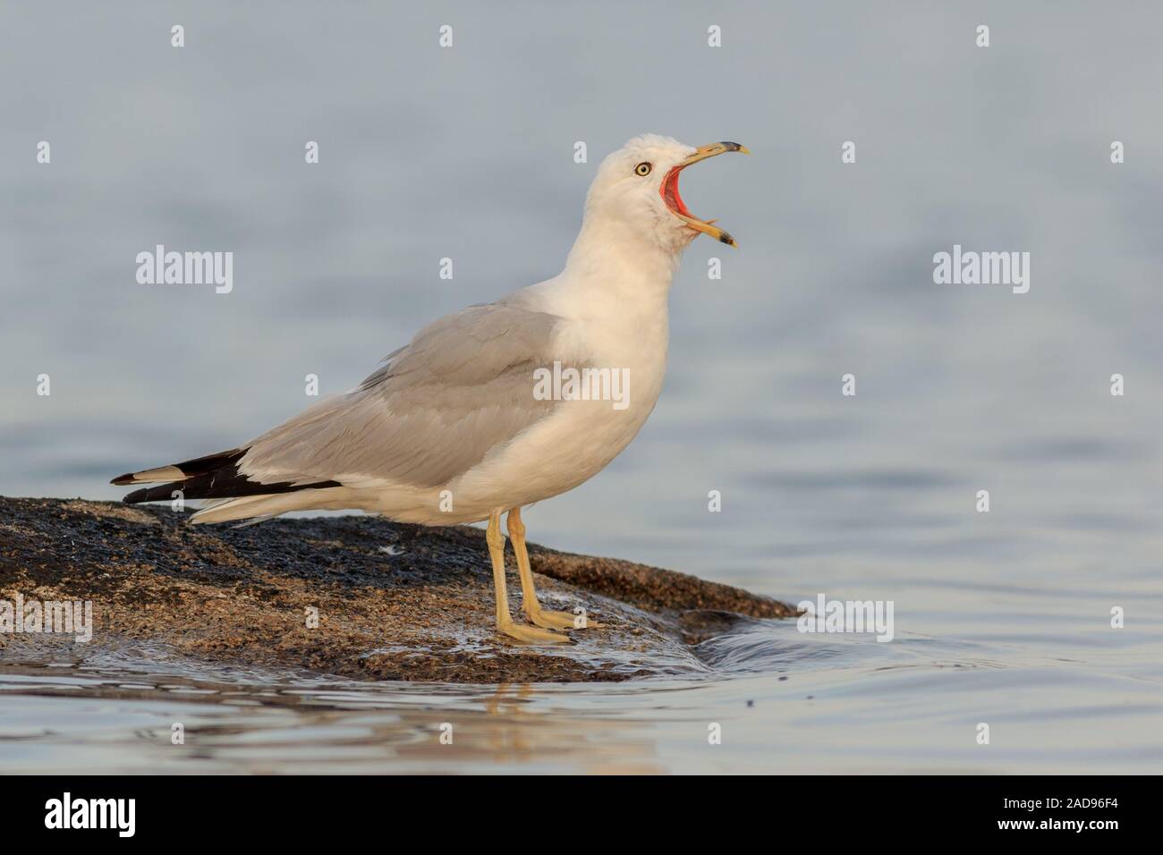 Ein Ring-billed Gull läßt heraus ein großes Gähnen bei Sonnenaufgang. Stockfoto