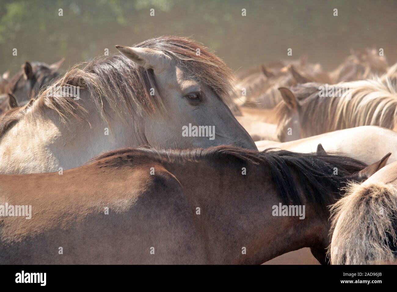Wilde Pferde in der Nähe von Dülmen Stockfoto