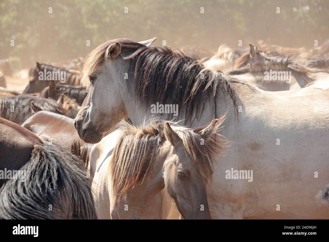 Wilde Pferde in Duelmen Stockfoto