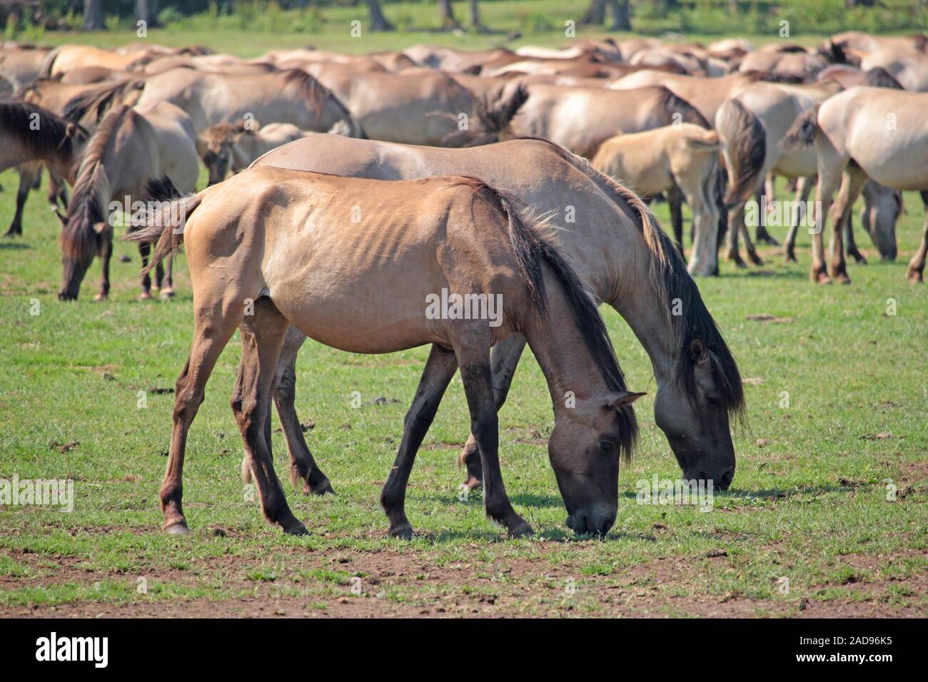 Wilde Pferde in der Nähe von Dülmen Stockfoto