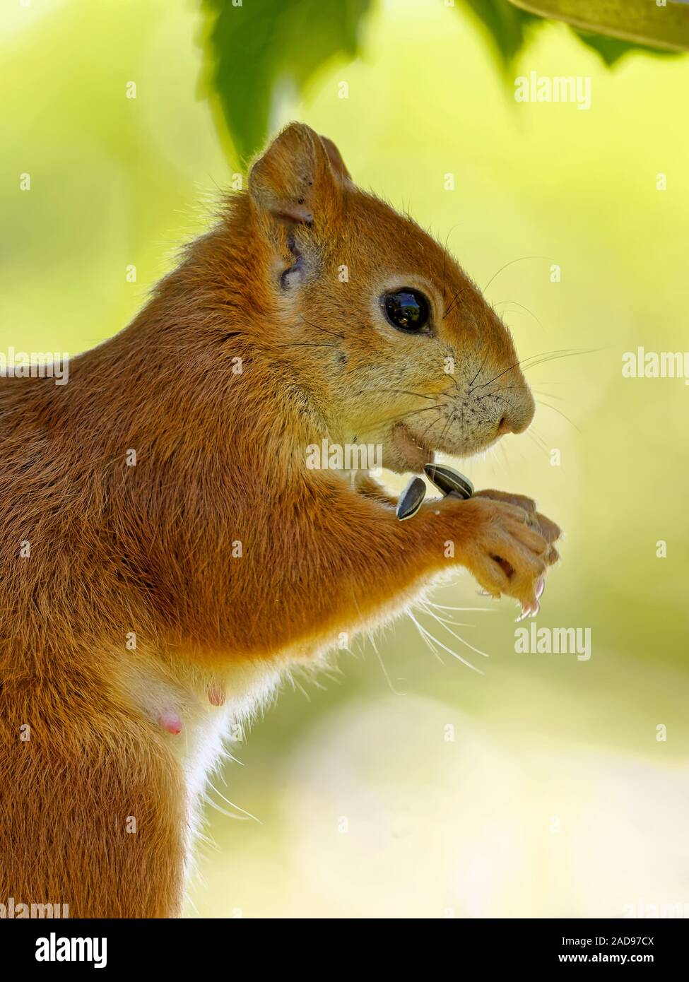 Eichhörnchen isst Vogelfutter Stockfoto