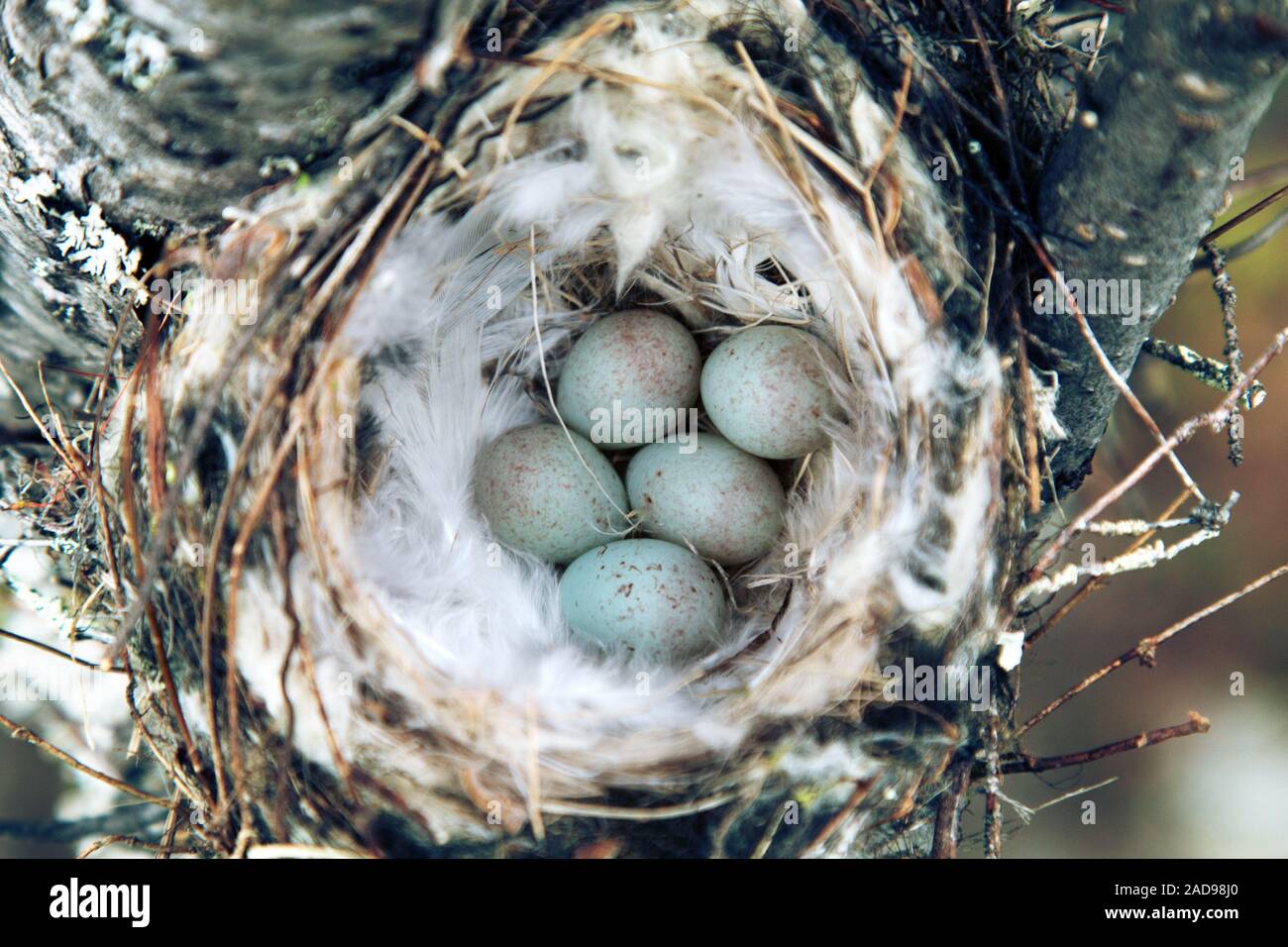 Gemütliche Arktis redpoll (Acanthis hornemanni) Nest Stockfoto