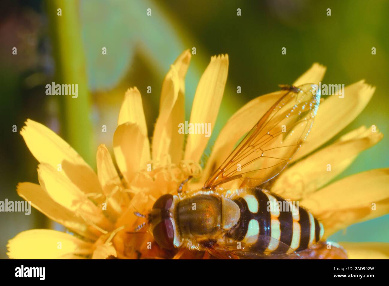 Fliegen - Murren, Ansicht von oben, Makro Stockfoto