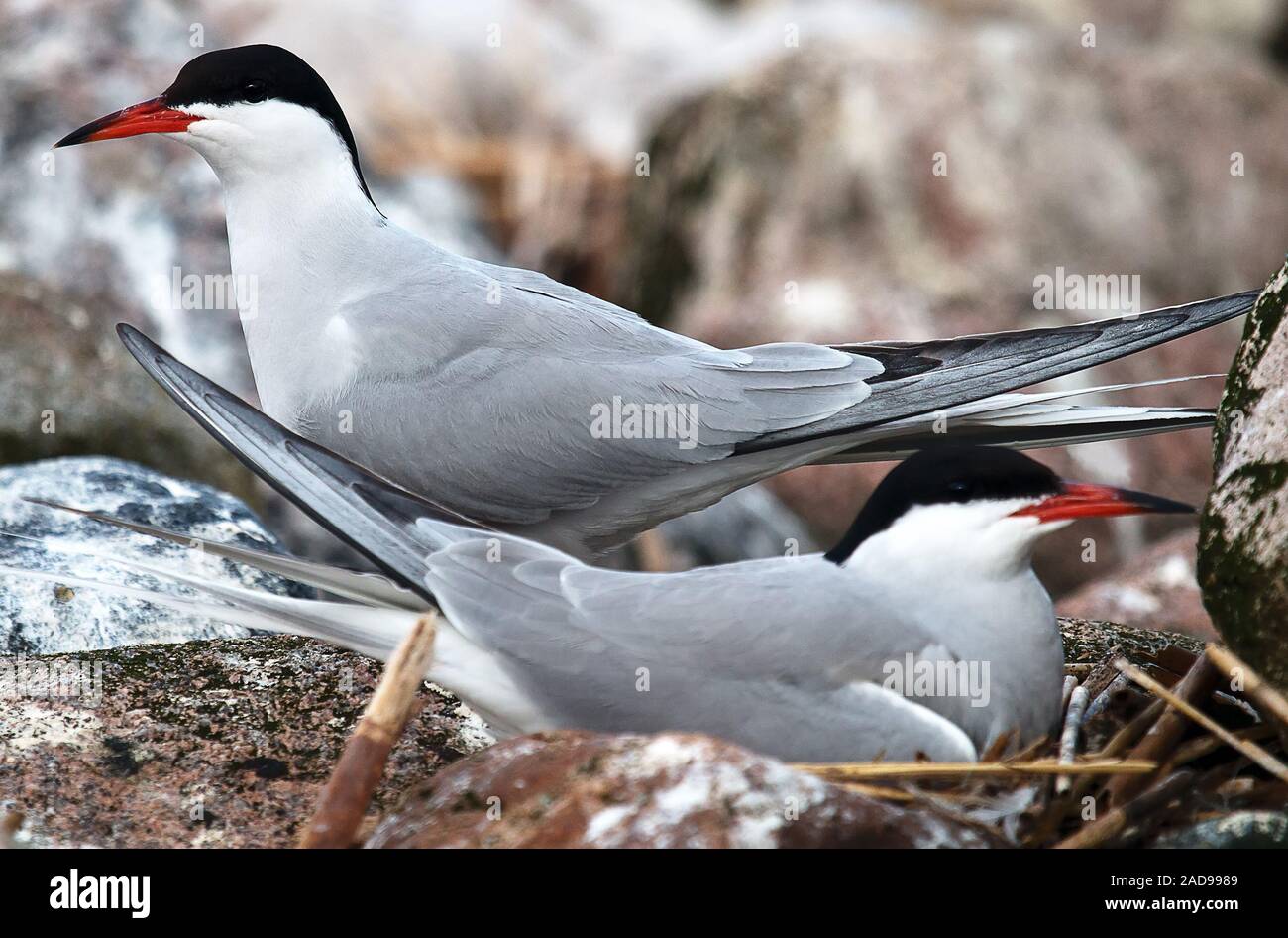 Paar Vögel. Man sitzt auf einem Nest, ein Partner in der Nähe, wie eine Wache in der Kolonie Stockfoto