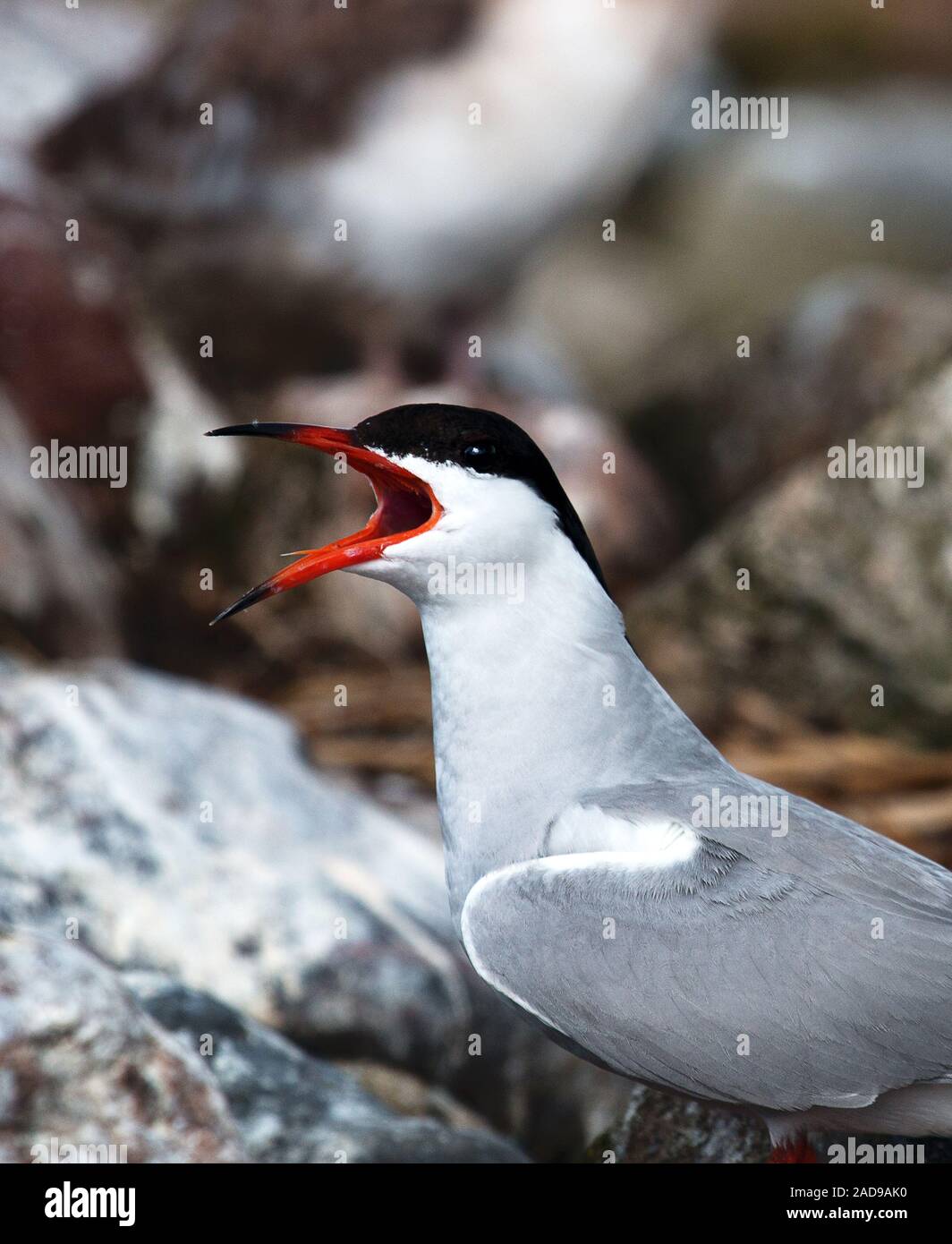 Nach Flussseeschwalbe Stockfoto