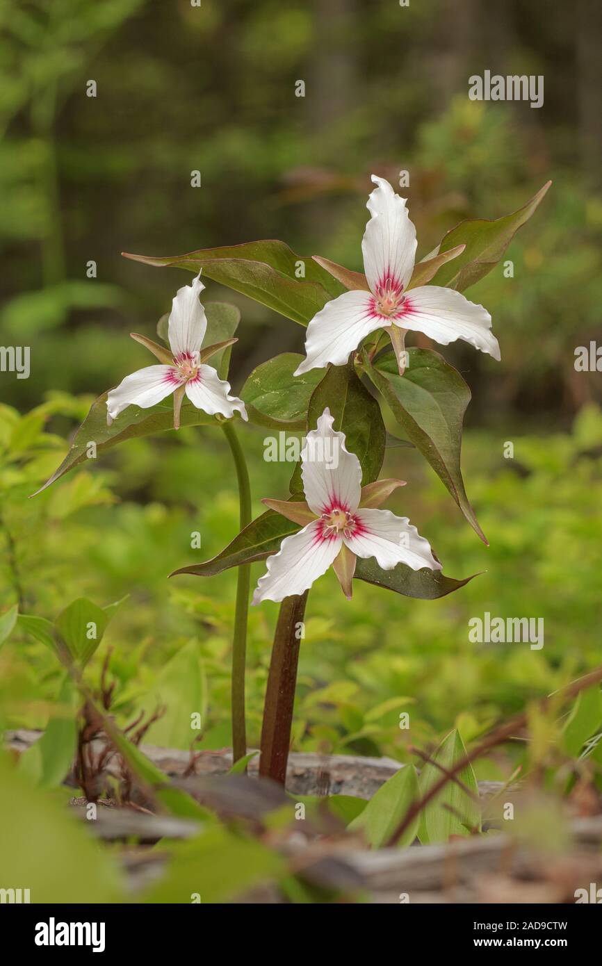 Ein Trio der gequälten Trilliums. Stockfoto