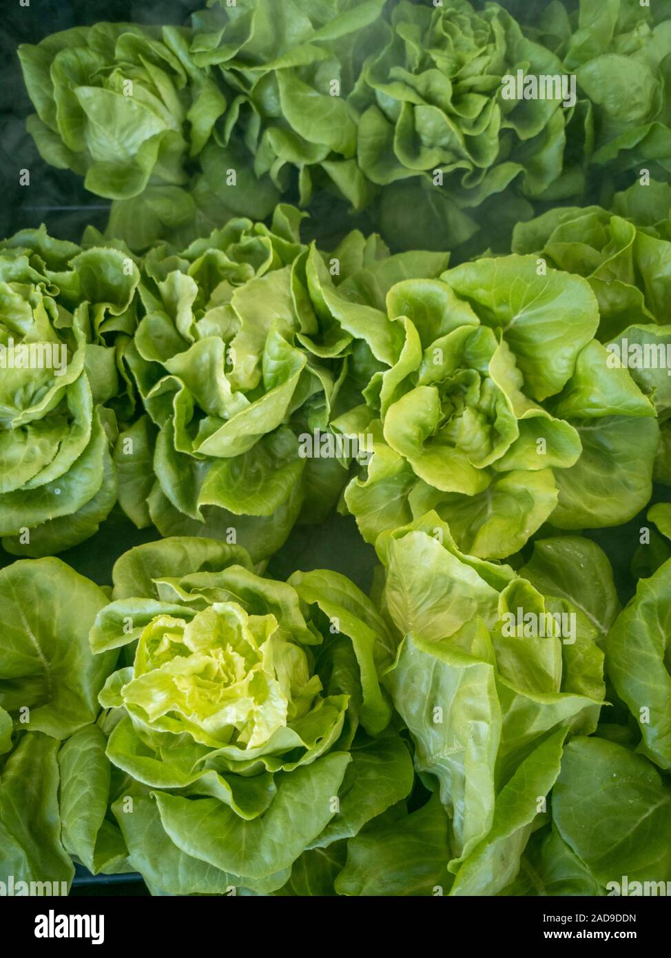 Selektiver Fokus der frischen biologischen Gemüsegarten mit aquaponic oder hydrokulturen Anbau im Gewächshaus angebaut. Stockfoto