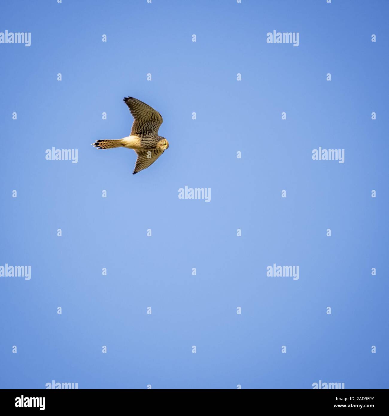 Falcon fliegen in blauer Himmel Stockfoto